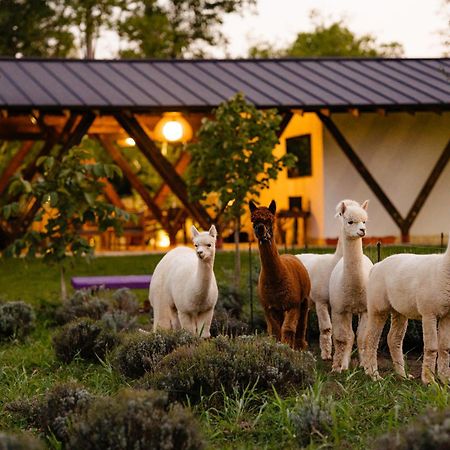 The Tribe Alpaca Retreat Hotel Branesti Екстериор снимка