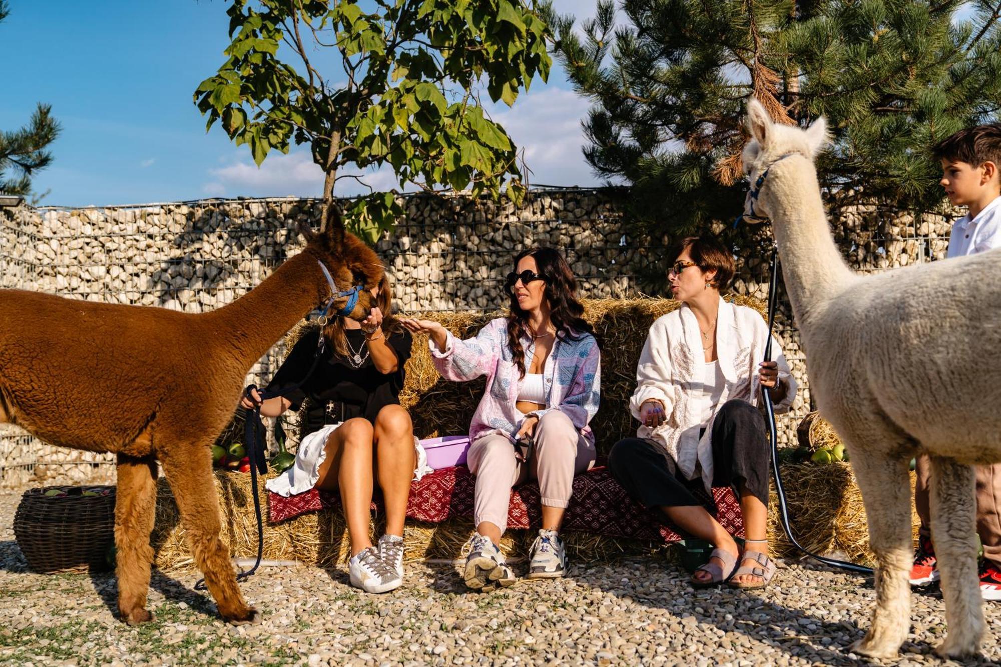 The Tribe Alpaca Retreat Hotel Branesti Екстериор снимка