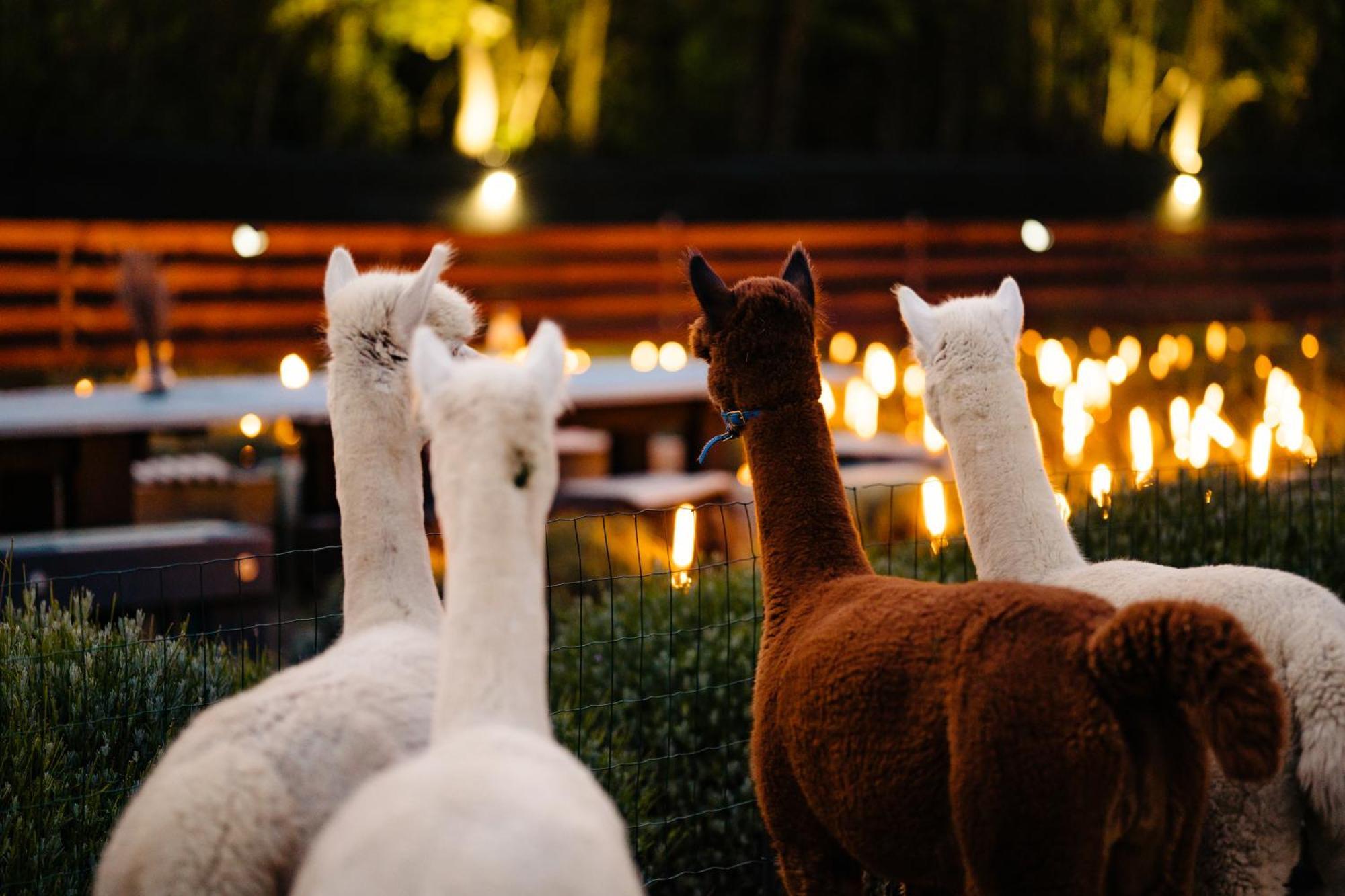 The Tribe Alpaca Retreat Hotel Branesti Екстериор снимка