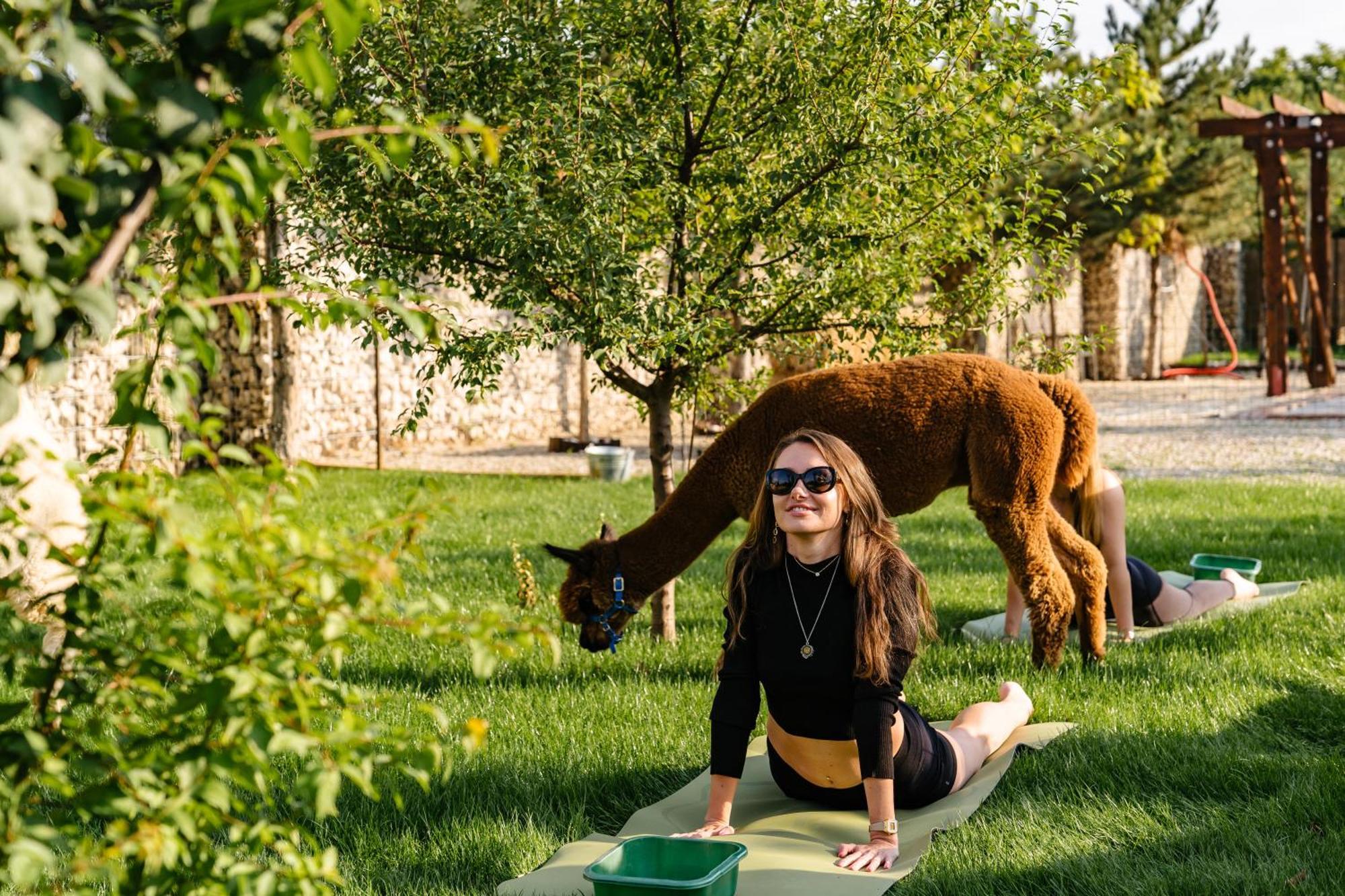 The Tribe Alpaca Retreat Hotel Branesti Екстериор снимка