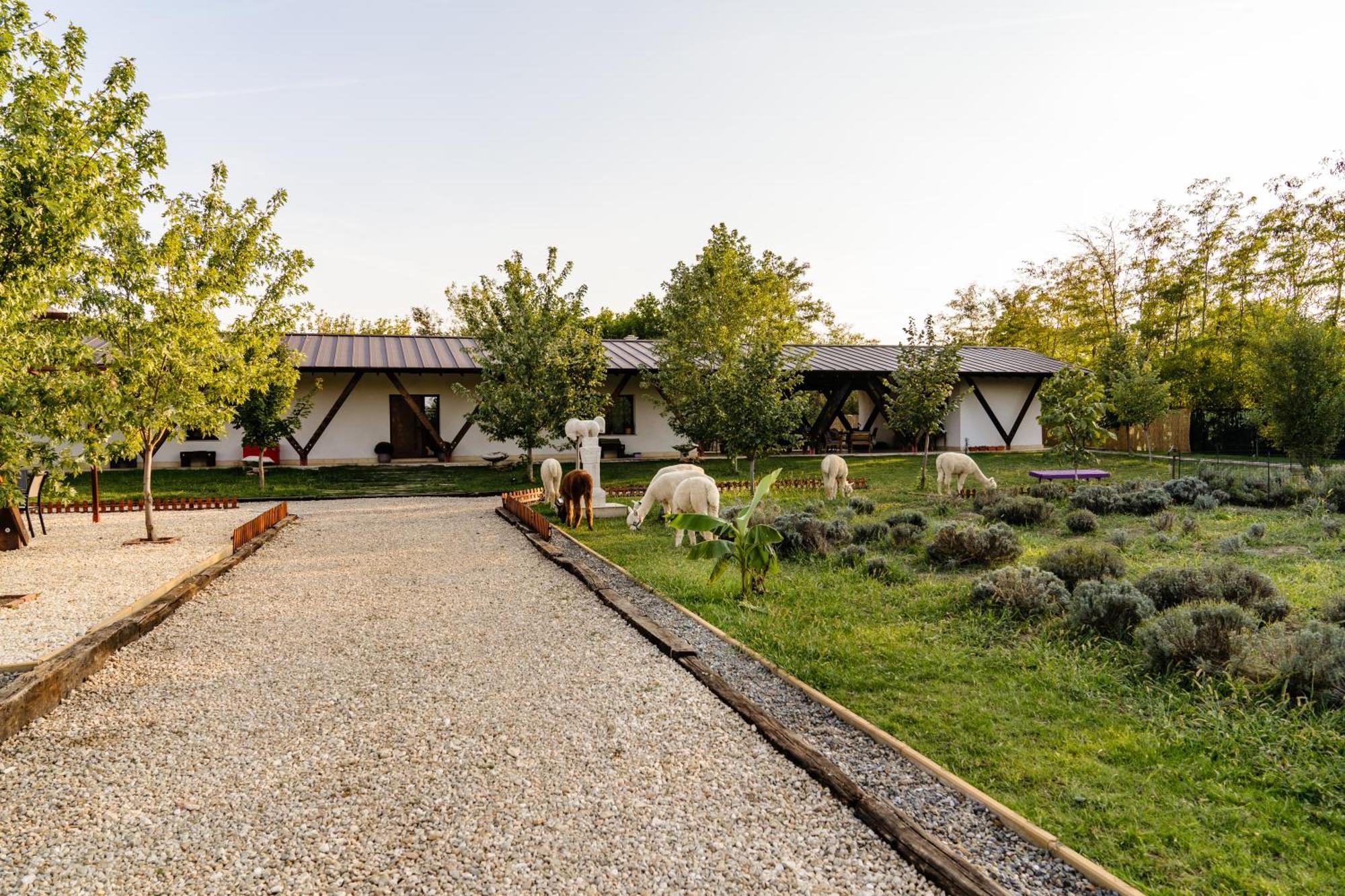 The Tribe Alpaca Retreat Hotel Branesti Екстериор снимка